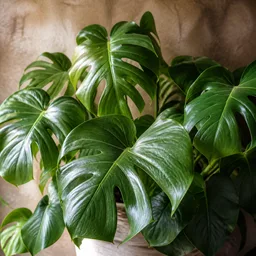 Avatar tanaman monstera